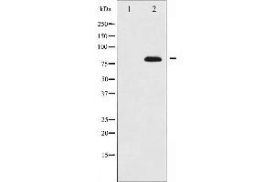 Western blot analysis of ETK expression in A549 whole cell lysates,The lane on the left is treated with the antigen-specific peptide. (BMX anticorps  (C-Term))