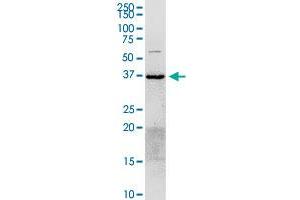 ANXA2 MaxPab rabbit polyclonal antibody.