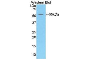 Western Blotting (WB) image for anti-Chemokine (C-X3-C Motif) Ligand 1 (CX3CL1) (AA 81-337) antibody (ABIN1858576) (CX3CL1 anticorps  (AA 81-337))