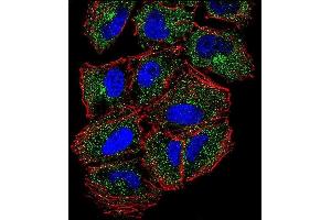 Confocal immunofluorescent analysis of PLCL2 Antibody (C-term) (ABIN655943 and ABIN2845332) with NCI- cell followed by Alexa Fluor 488-conjugated goat anti-rabbit lgG (green).