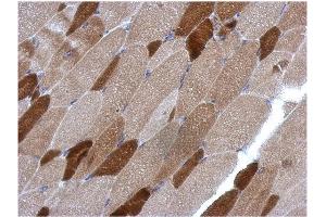 AP31123PU-N RGS4 antibody staining of Paraffin-Embedded Muscle at 1/500 dilution.