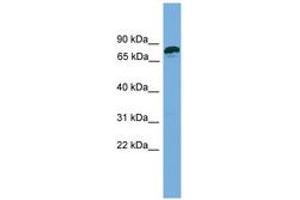 Image no. 1 for anti-Zinc Finger Protein 790 (ZNF790) (AA 107-156) antibody (ABIN6744902) (ZNF790 anticorps  (AA 107-156))