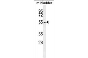Western blot analysis in mouse bladder tissue lysates (35ug/lane). (FBXW8 anticorps  (AA 270-299))