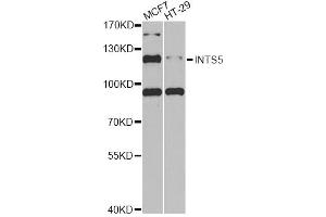 Western blot analysis of extracts of various cell lines, using INTS5 antibody (ABIN6290524) at 1:1000 dilution. (INTS5 anticorps)