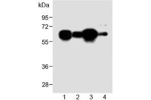 Western blot testing of human 1) HL60, 2) A431, 3) Jurkat and 4) mouse NIH3T3 cell lysate with METTL14 antibody at 1:2000. (METTL14 anticorps  (AA 2-36))