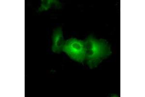 Image no. 2 for anti-PAS Domain Containing Serine/threonine Kinase (PASK) antibody (ABIN1500032) (PASK anticorps)