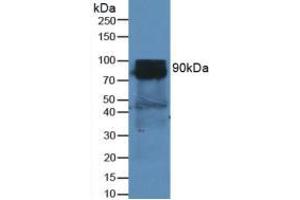 Western blot analysis of Mouse Heart Tissue. (DPP4 anticorps  (AA 29-178))