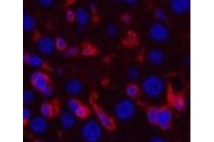 Immunofluorescence analysis of Mouse liver tissue using ACTA2 Monoclonal Antibody at dilution of 1:200.
