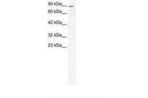 Image no. 1 for anti-Zinc Finger Protein 341 (ZNF341) (N-Term) antibody (ABIN202934) (ZNF341 anticorps  (N-Term))