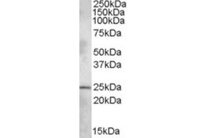 Western Blotting (WB) image for anti-Pleckstrin Homology Domain Containing, Family B (Evectins) Member 1 (PLEKHB1) (N-Term) antibody (ABIN2466815) (PLEKHB1 anticorps  (N-Term))