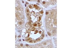 ABIN2559904 (2µg/ml) staining of paraffin embedded Human Kidney. (SGK1 anticorps  (C-Term))