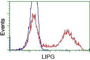 HEK293T cells transfected with either pCMV6-ENTRY LIPG (RC209248) (Red) or empty vector control plasmid (Blue) were immunostained with anti-LIPG mouse monoclonal (ABIN2453255), and then analyzed by flow cytometry. (LIPG anticorps)