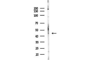 Western blot analysis of lysates from Hela cells(heat-shock,45 min treatment), using CDC37 Antibody at 1/1000 dilution.