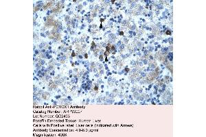 Human Liver (PCYOX1 anticorps  (C-Term))