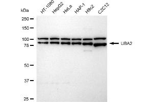 anti-SUMO1 Activating Enzyme Subunit 2 (UBA2) antibody