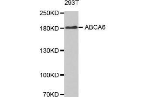 Western blot analysis of extracts of 293T cellline, using ABCA6 antibody. (ABCA6 anticorps)