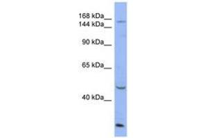 Image no. 1 for anti-ATPase, Cu++ Transporting, alpha Polypeptide (ATP7A) (AA 1403-1452) antibody (ABIN6742407)