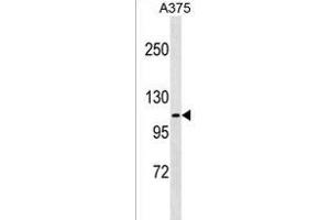 FARP1 Antibody (N-term) (ABIN1539506 and ABIN2849509) western blot analysis in  cell line lysates (35 μg/lane). (FARP1 anticorps  (N-Term))