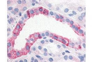 Anti-ESRRG / ERR Gamma antibody IHC of human kidney.