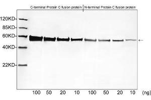 Western blot analysis of Protein C tagged fusion proteins expressed in E. (Protein C Tag anticorps)