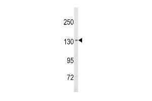 Western blot analysis of SREBF1 Antibody (Center) (ABIN652680 and ABIN2842452) in MDA-M cell line lysates (35 μg/lane).