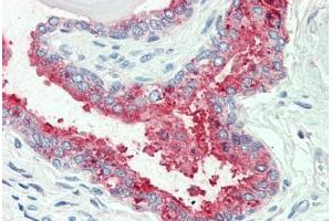 Anti-SLC12A2 / NKCC1 antibody  ABIN960804 IHC staining of human prostate. (SLC12A2 anticorps  (Internal Region))