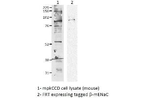 Western blot analysis of Mouse mpkCCD cell lysates showing detection of ENaC protein using Rabbit Anti-ENaC Polyclonal Antibody . (SCNN1A anticorps  (AA 617-638) (APC))