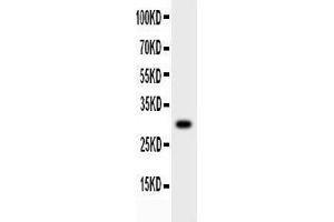 Anti-MMP7 Picoband antibody,  All lanes: Anti-MMP7 at 0. (MMP7 anticorps  (AA 1-267))