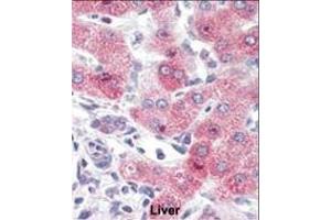 Formalin-fixed and paraffin-embedded human Liver tissue reacted with SYVN1 (HRD1) Antibody (C-term) (ABIN388980 and ABIN2837882) , which was peroxidase-conjugated to the secondary antibody, followed by AEC staining.