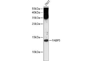 Western blot analysis of extracts of 293T cells, using F antibody (ABIN1679794, ABIN3015402, ABIN3015403 and ABIN6214037) at 1:1000 dilution. (FABP5 anticorps  (AA 1-100))