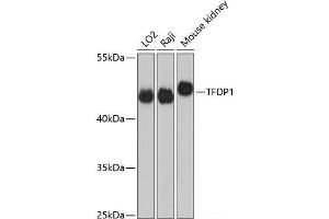 Western blot analysis of extracts of various cell lines using TFDP1 Polyclonal Antibody at dilution of 1:3000. (DP1 anticorps)