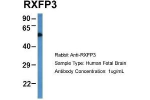 Host: Rabbit  Target Name: RXFP3  Sample Tissue: Human Fetal Brain  Antibody Dilution: 1. (Relaxin 3 Receptor 1 anticorps  (N-Term))