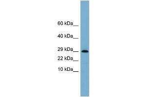 WB Suggested Anti-ERP29  Antibody Titration: 0. (ERP29 anticorps  (N-Term))