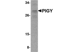 Western Blotting (WB) image for anti-Phosphatidylinositol Glycan Anchor Biosynthesis, Class Y (PIGY) (C-Term) antibody (ABIN1030585) (PIGY anticorps  (C-Term))