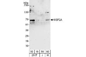 Western Blotting (WB) image for anti-Myocyte Enhancer Factor 2A (MEF2A) (AA 175-225) antibody (ABIN7454560)