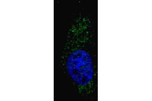 Fluorescent image of  cells stained with (ABIN388464 and ABIN2849519) LC3 (G8A) (N-term) antibody. (MAP1LC3A anticorps  (N-Term))