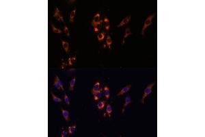Immunofluorescence analysis of HeLa cells using PDE3A Polyclonal Antibody (ABIN7269301) at dilution of 1:100 (40x lens). (PDE3A anticorps  (AA 380-660))