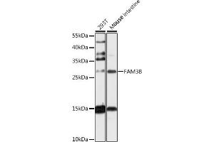 Western blot analysis of extracts of various cell lines, using FB antibody (ABIN6131640, ABIN6140457, ABIN6140459 and ABIN6217652) at 1:1000 dilution. (FAM3B anticorps  (AA 30-235))