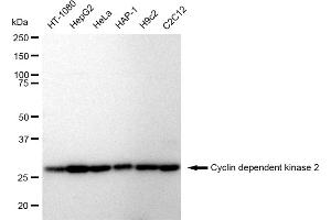 Western blotting analysis using Cyclin dependent kinase 2 antibody (ABIN7798211). (Recombinant CDK2 anticorps)
