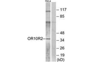 Western Blotting (WB) image for anti-Olfactory Receptor, Family 10, Subfamily R, Member 2 (OR10R2) (AA 286-335) antibody (ABIN2891113) (OR10R2 anticorps  (AA 286-335))