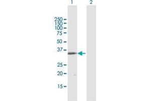 Western Blot analysis of MS4A1 expression in transfected 293T cell line by MS4A1 MaxPab polyclonal antibody. (CD20 anticorps  (AA 1-297))