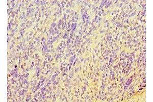 Immunohistochemistry of paraffin-embedded human tonsil tissue using ABIN7171737 at dilution of 1:100