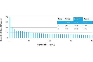 Protein Array (PAr) image for anti-Serotonin Receptor 1A (HTR1A) antibody (ABIN7456239)