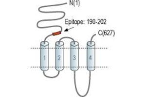 anti-Cholinergic Receptor, Nicotinic, alpha 4 (CHRNA4) (AA 190-202), (Extracellular), (N-Term) antibody