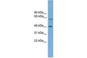 Image no. 1 for anti-Prkaca,Prkacb (N-Term) antibody (ABIN6745219) (PRKACA/PRKACB anticorps  (N-Term))