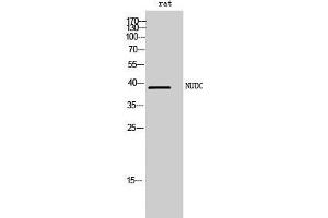 Western Blot (WB) analysis of rat cells using NUDC Polyclonal Antibody. (NUDC anticorps  (Tyr577))