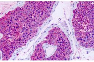 Anti-GPR75 antibody IHC staining of human testis. (GPR75 anticorps  (Cytoplasmic Domain))