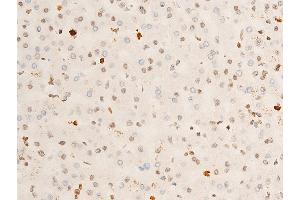 ABIN6267286 at 1/100 staining human liver tissue sections by IHC-P. (TRKA anticorps  (pTyr681, Tyr680))