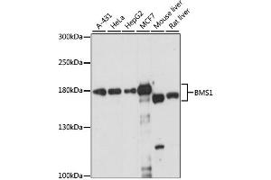 Western blot analysis of extracts of various cell lines, using BMS1 antibody (ABIN6292658) at 1:1000 dilution. (BMS1 anticorps)