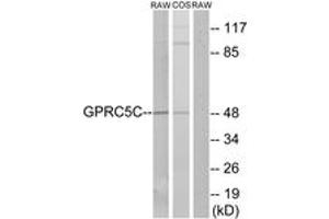 Western blot analysis of extracts from RAW264. (GPRC5C anticorps  (AA 51-100))